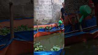 BELAJAR TERNAK IKAN GURAME DENGAN PROSES SEDERHANA!! #shortvideo #pengusahamuda #19 #kakjeff