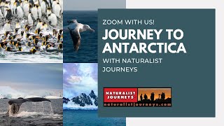 ZOOM WITH US: Journey to Antarctica with John Carlson | Birding & Wildlife Cruise