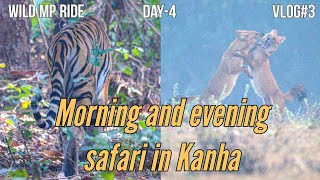 Tiger & wild dogs (Dhole) sightings in Kanha National Park safari on Day-4 of Wild MP Ride Part-III