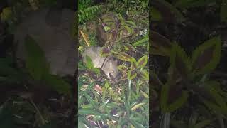 Long Nosed Bandicoot (Perameles nasuta). Queensland Nature Refuge June 22 2023.