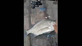 Mancing Ikan Patik/Bekukon/Kakap Batu/Bekuku sebesar bantal orok di Muara pakai pelet