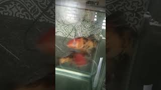 aquarium 🐟🐠 fish amazing #youtube# viral video# trending# short #funny#short#new#