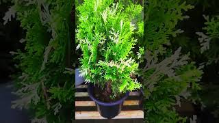 Thuja occidentalis 'Sherwood Frost' #shorts