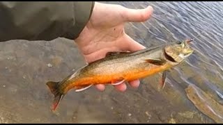 Arctic char in the mountain of Norway