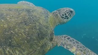 Swimming with sea turtles on Little Liuchiu 游泳與海龜 - 琉球鄉