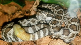 Meet, Zorro. Southern pacific rattlesnake.  **Please read description**