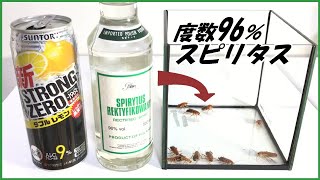 蟻戦争Ⅲ＃162 アルコール度数96％の「スピリタス」をゴキブリに与えたら、衝撃的な結果になった。編～Give Spiritus to cockroaches.～