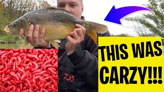 Are Maggots The BEST Bait For BIG CARP ?? (This Was Crazy)