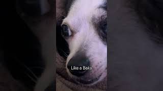 Like a Baka #dog #erenyaeger #funny #eren #cute