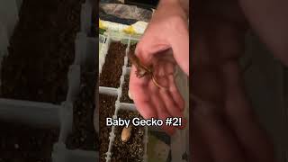 Baby Crested Gecko #2 full hatching video! #crestedgecko #geckolife #petreptile #hatchingeggs