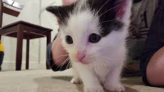 Kitten Closeup