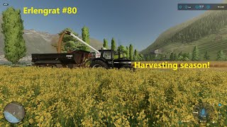 The BARLEY HARVEST! | ERLENGRAT #80 | Alpine Dairy Farm | Farming Simulator 2022