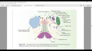 Applied anatomy of Pons: Snell's Clinical Neuroanatomy