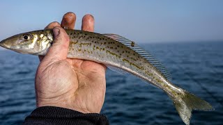 Driving a Boat 32k to catch whiting & Squid !! with a Few Tips & Tricks