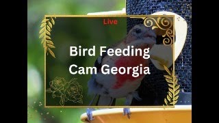 Bird feeding cam - Georgia