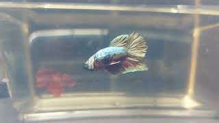 betta cod 181