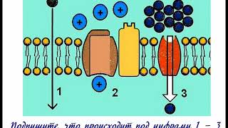 Лабораторная работа Явление плазмолиза и деплазмолиза