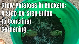 Grow Potatoes in Buckets: A Step-by-Step Guide to Container Gardening #potatoes #gardening