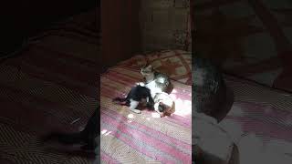 #catlover #kucing #shortsfeed #pusa #shortsvideo #cutecats #shorts #funnycat #kitten