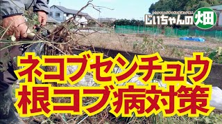 根コブ病とネコブセンチュウ対策。連作がいけない理由はこれ！11/26