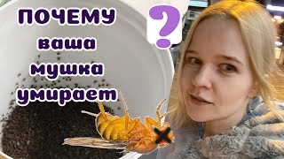 Муха дрозофила: летние проблемы и их решение.