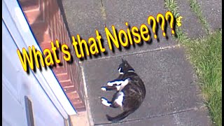 What's that noise???