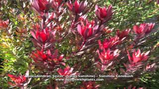 Leucadendron 'Jester' (Safari Sunshine) - Sunshine Conebush