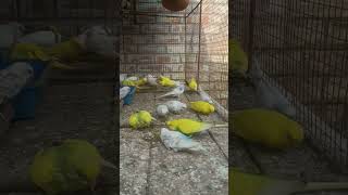 #parrot Budgie Bliss Chronicles #budgienoises #budgiesparakeet .....