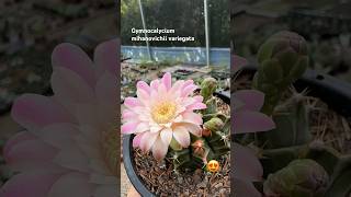 Floração do Gymnocalycium mihanovichii variegata 🌵🤌🏼