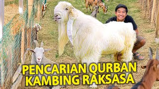 PENCARIAN HEWAN QURBAN BERLANJUT! PERTAMAKALI LIHAT KAMBING RAKSASA 100KG+!