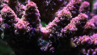 acropora corals with barnacles