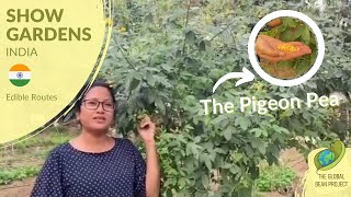 Discover the Pigeon Pea – Edible Routes 🇮🇳 #4 | Global Bean Show Gardens