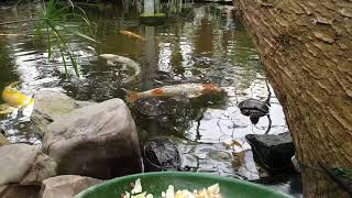 Turtles having Lunch