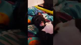 my crazy ass puppy #fyp #funny