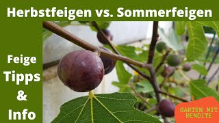 Herbstfeige vs. Sommerfeige | Info und Tipps zur Feige | Ronde de Bordeaux