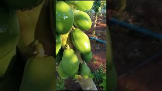 Aplicação no mamão contra varíola #mamao #agro #agricultura