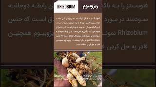 ریزوبیوم یا Rhizobium که با گیاهان تبادل مواد‌مغذی می‌کند چیست؟ #کشاورزی #ایران #farming #tutorial