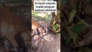 kelucuan sapi di kasih vitamin malah pingsan #viralvideo #youtubeshorts #sapi #hewan #fypシ゚viral