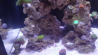 My clownfish are sick :(