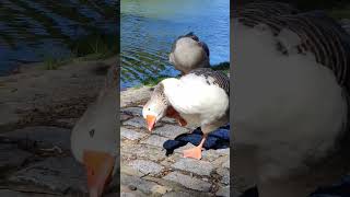 GANSOS Y GARZAS EN LAGO REGATAS. #buenosaires #gansos #garzas #palermo #turismobuenosaires #shorts