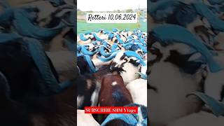 Retteri Market 2024 | 10.06.2024 |BAKRID 2024 | #2024 #goat #sheep #animals #india #shorts #reels