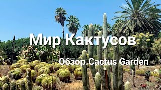 Обзор.Мир Кактусов/ Cactus Garden#природа #naturewalk