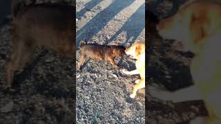 Doggos playing at McPherson Beach