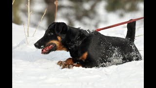 Охота с ягдтерьером на лису (жесткая схватка) Выпуск 7. Fox Hunt with Jagdterrier