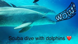 SCUBA DIVING with dolphins 1080p HD, Hurghada 2018 Egypt хургада 2018