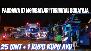 Wow 25 Bus Pandawa 87+1 Kupu Kupu Ayu Membanjiri Terminal Bukateja‼️Setara Keberangkatan Sinar Jaya😁