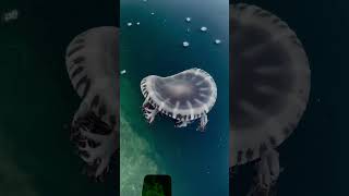 One of the PRETTIEST jellyfish I have ever seen! #shorts #youtube #explore #trending #viral #sub