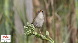 Canário-do-brejo  (Emberizoides ypiranganus)  Lesser Grass-Finch