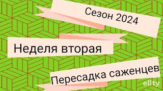 Пересадка саженцев после окоренения