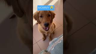 Sinasambit nya yung mOmmy🥹 #viralvideo #shortsvideo #cute #trending #trend #viralshorts #animals